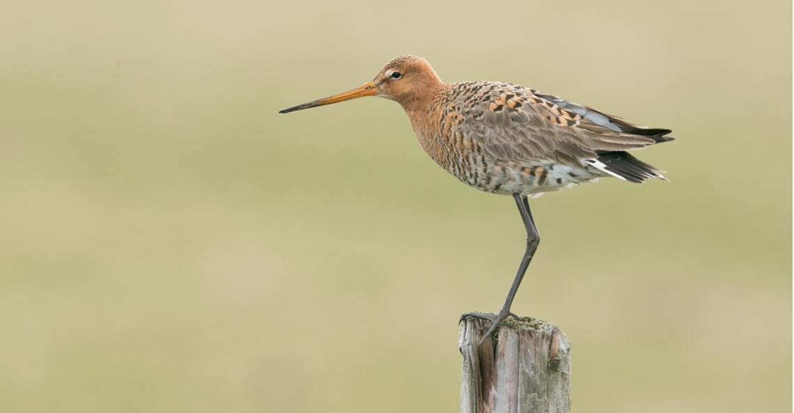 1463881221-weidevogels-bescherming-natuur.jpg