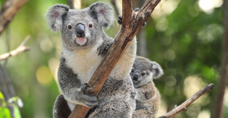 drones_beschermen_koala_australie