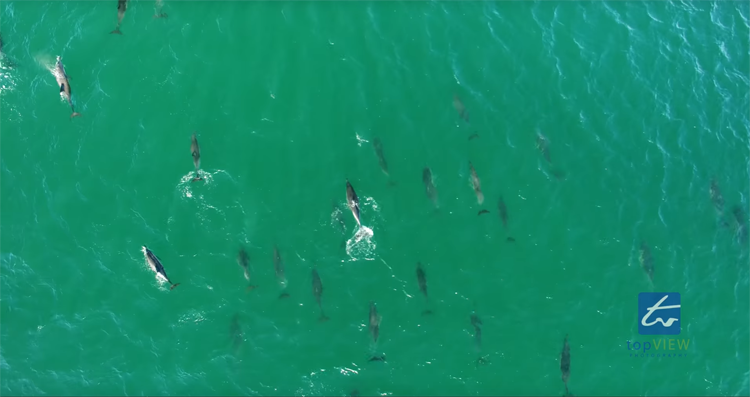 Drone filmt groep dolfijnen 