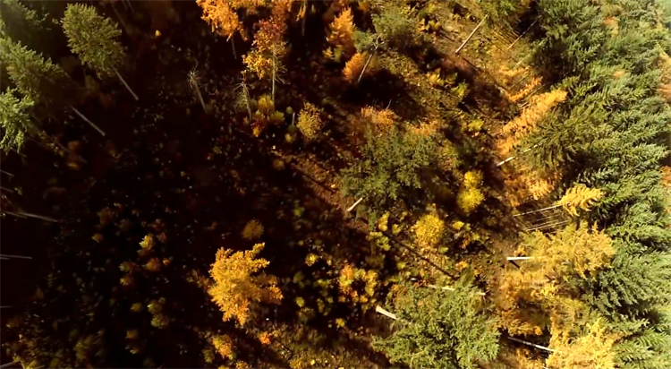 Forest flow FPV freestyle herfst editie