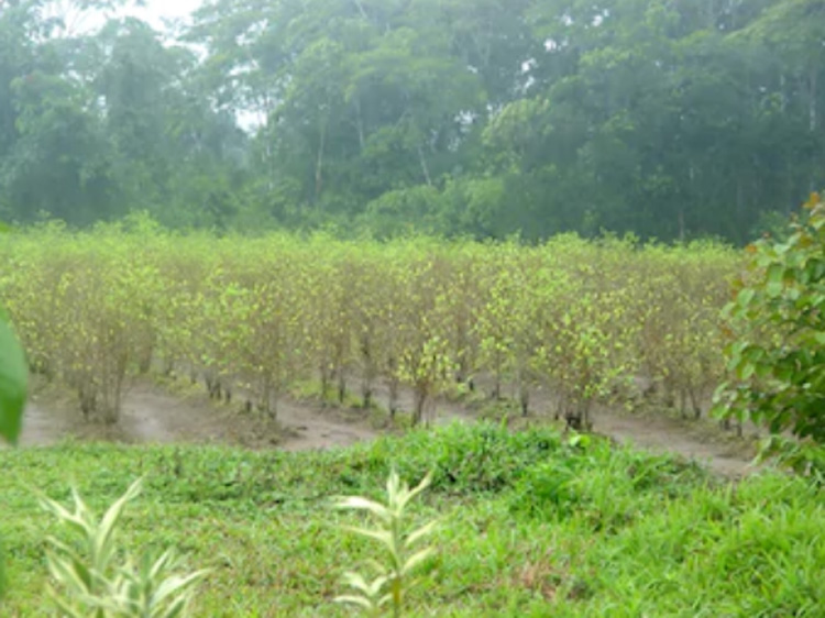 Colombia test drones voor vernietiging cocaïne planten